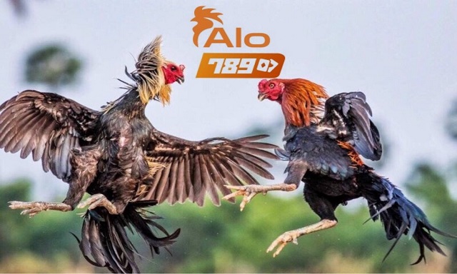 Đá gà ở Alo789 là hợp pháp